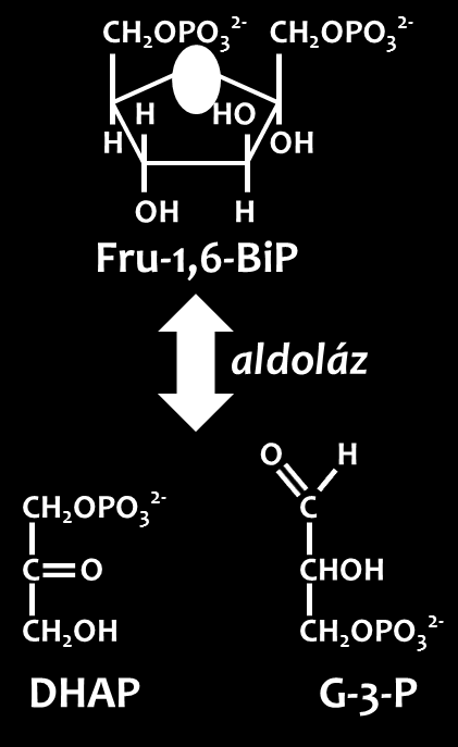 Az izoenzimek egyazon kémiai reakciót katalizáló, egymáshoz nagymértékben hasonlító enzimek csoportja, melyek aminosav összetételükben, sejten belüli elhelyezkedésükben, sejt- vagy szövetspecifikus