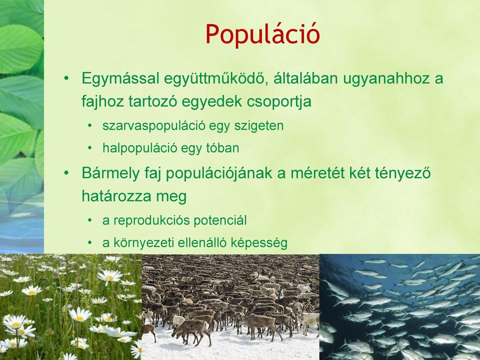 halpopuláció egy tóban Bármely faj populációjának a méretét két