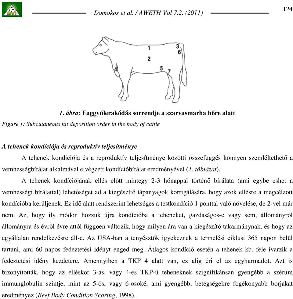 reproduktív teljesítménye közötti összefüggés könnyen szemléltethetı a vemhességbírálat alkalmával elvégzett kondícióbírálat eredményével (1. táblázat).