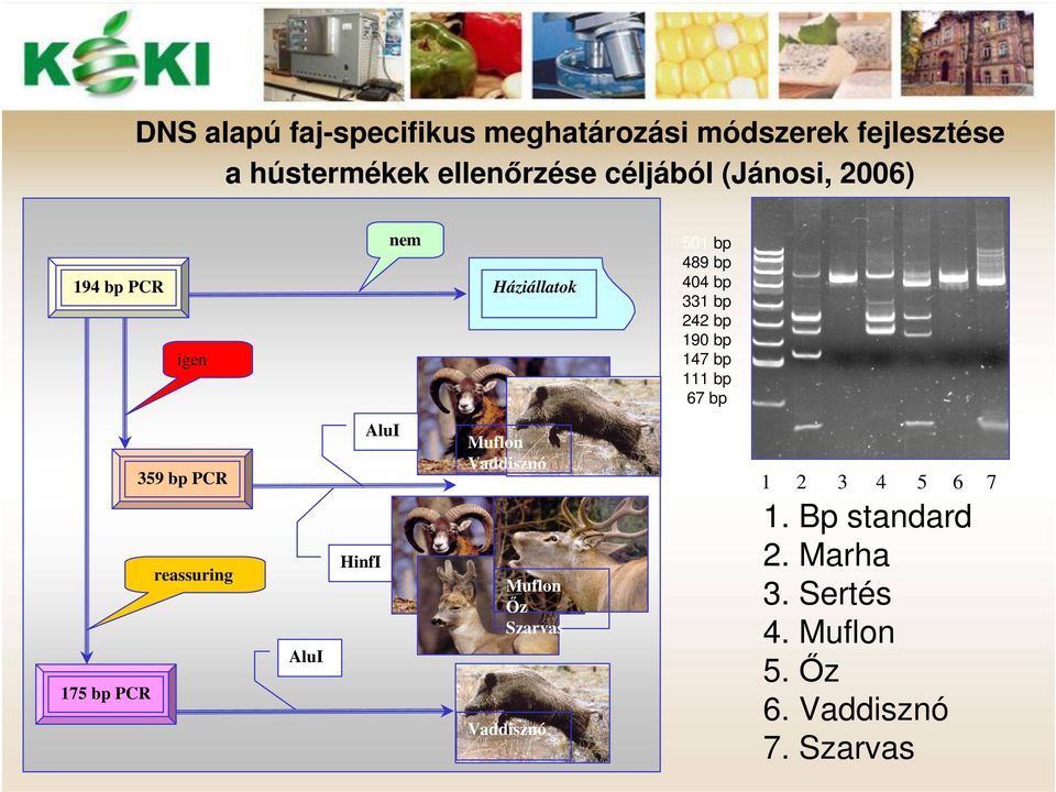 111 bp 67 bp 359 bp PCR reassuring 175 bp PCR AluI HinfI AluI Muflon Vaddisznó Muflon Őz Szarvas