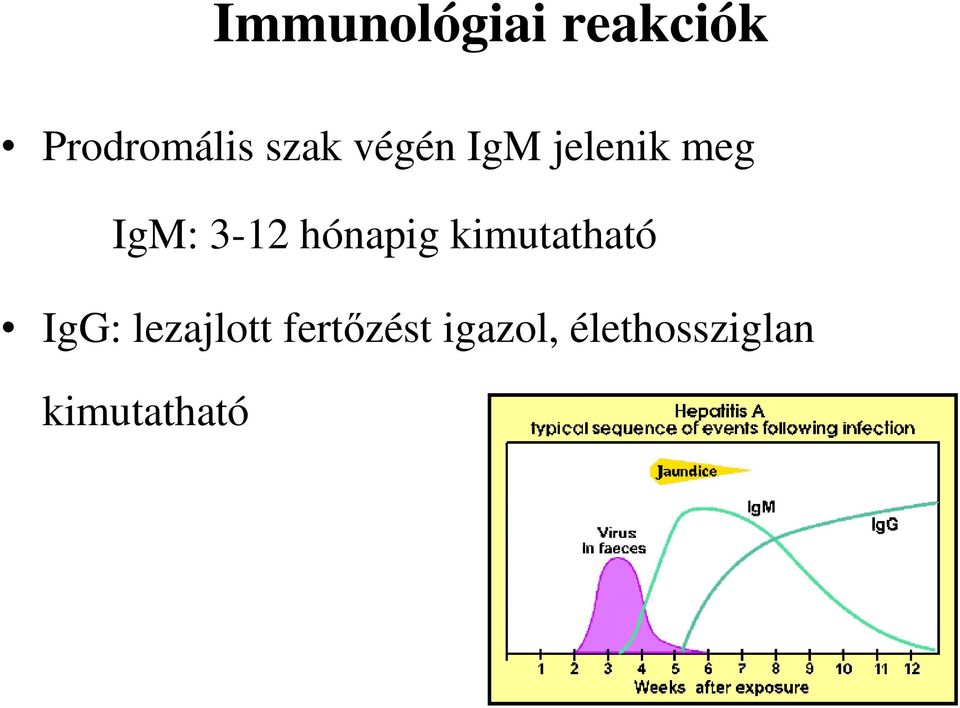 hónapig kimutatható IgG: lezajlott