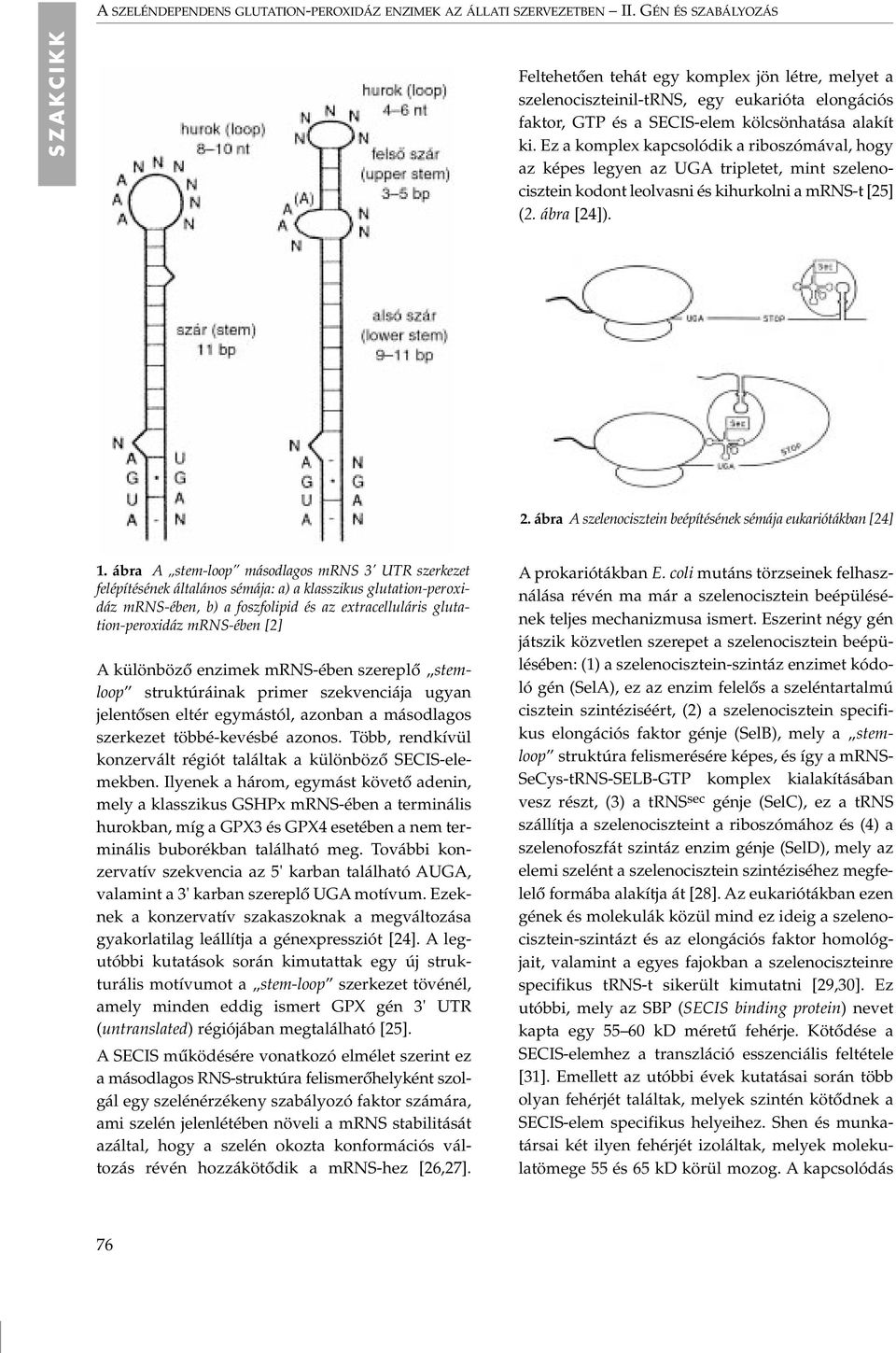 Ez a komplex kapcsolódik a riboszómával, hogy az képes legyen az UGA tripletet, mint szelenocisztein kodont leolvasni és kihurkolni a mrns-t [25] (2. ábra [24]). 2.