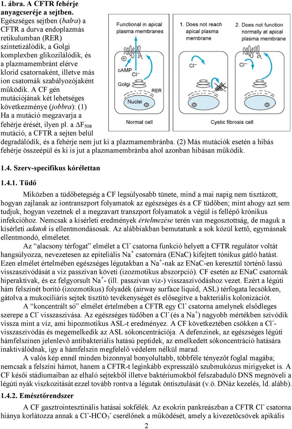 szabályozójaként működik. A CF gén mutációjának két lehetséges következménye (jobbra): (1) Ha a mutáció megzavarja a fehérje érését, ilyen pl.