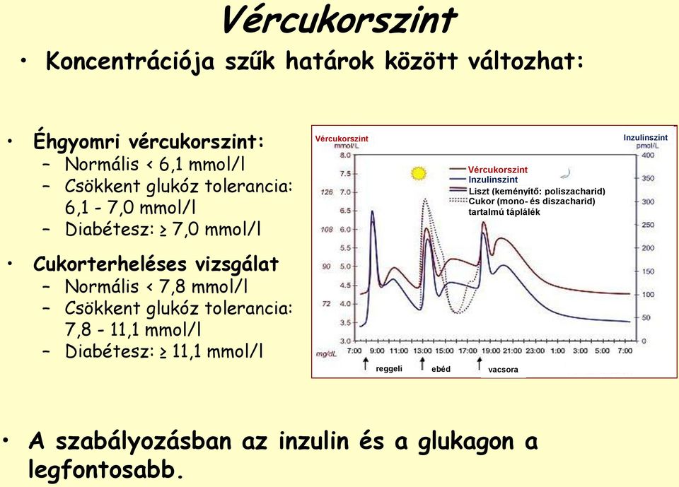 Cukor (mono- és diszacharid) tartalmú táplálék Inzulinszint Cukorterheléses vizsgálat Normális < 7,8 mmol/l Csökkent glukóz