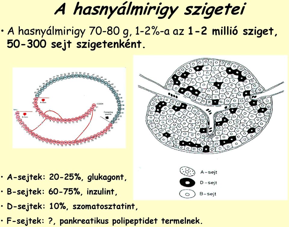 A-sejtek: 20-25%, glukagont, B-sejtek: 60-75%, inzulint,