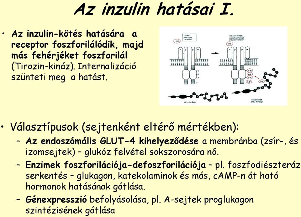 Választípusok (sejtenként eltérő mértékben): Az endoszómális GLUT-4 kihelyeződése a membránba (zsír-, és izomsejtek) glukóz felvétel