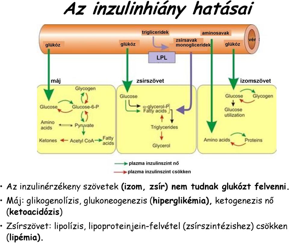 (izom, zsír) nem tudnak glukózt felvenni.