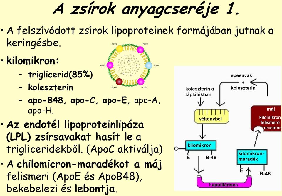 Az endotél lipoproteinlipáza (LPL) zsírsavakat hasít le a trigliceridekből.