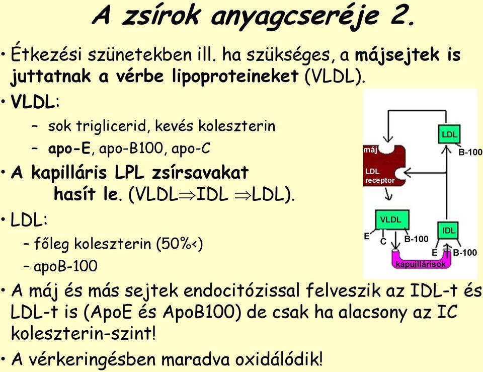 LDL: főleg koleszterin (50%<) apob-100 A máj és más sejtek endocitózissal felveszik az IDL-t és LDL-t is (ApoE és ApoB100) de