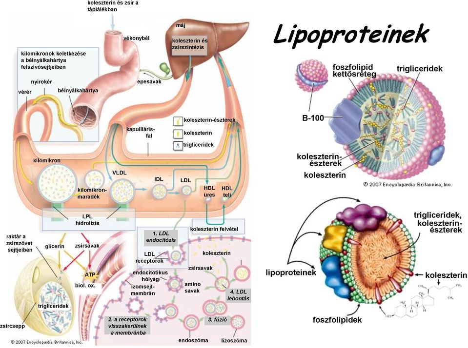 koleszterin raktár a zsírszövet sejtjeiben glicerin trigliceridek LPL hidrolízis zsírsavak ATP biol. ox. 1.