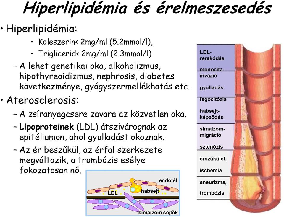 Aterosclerosis: A zsíranyagcsere zavara az közvetlen oka. Lipoproteinek (LDL) átszivárognak az epitéliumon, ahol gyulladást okoznak.