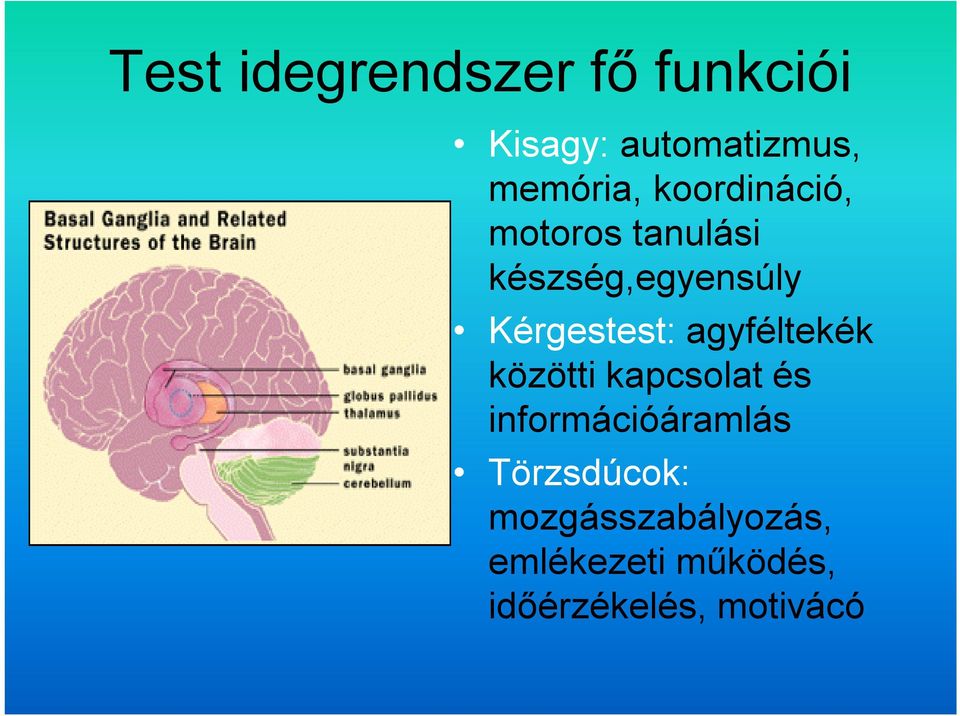 agyféltekék közötti kapcsolat és információáramlás