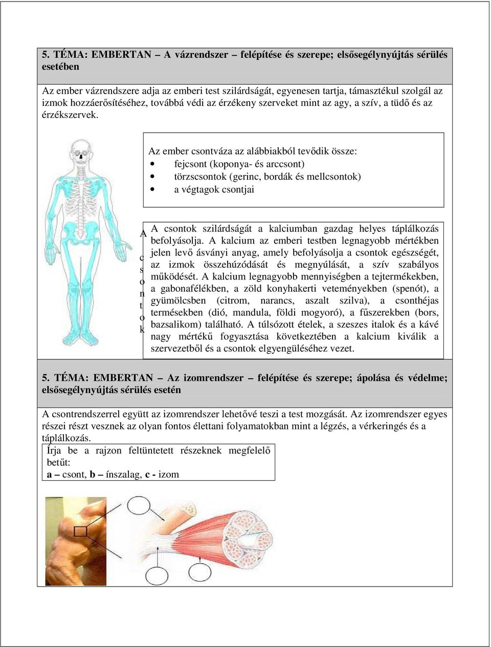 Az ember csontváza az alábbiakból tevődik össze: fejcsont (koponya- és arccsont) törzscsontok (gerinc, bordák és mellcsontok) a végtagok csontjai A c s o n t o k A csontok szilárdságát a kalciumban