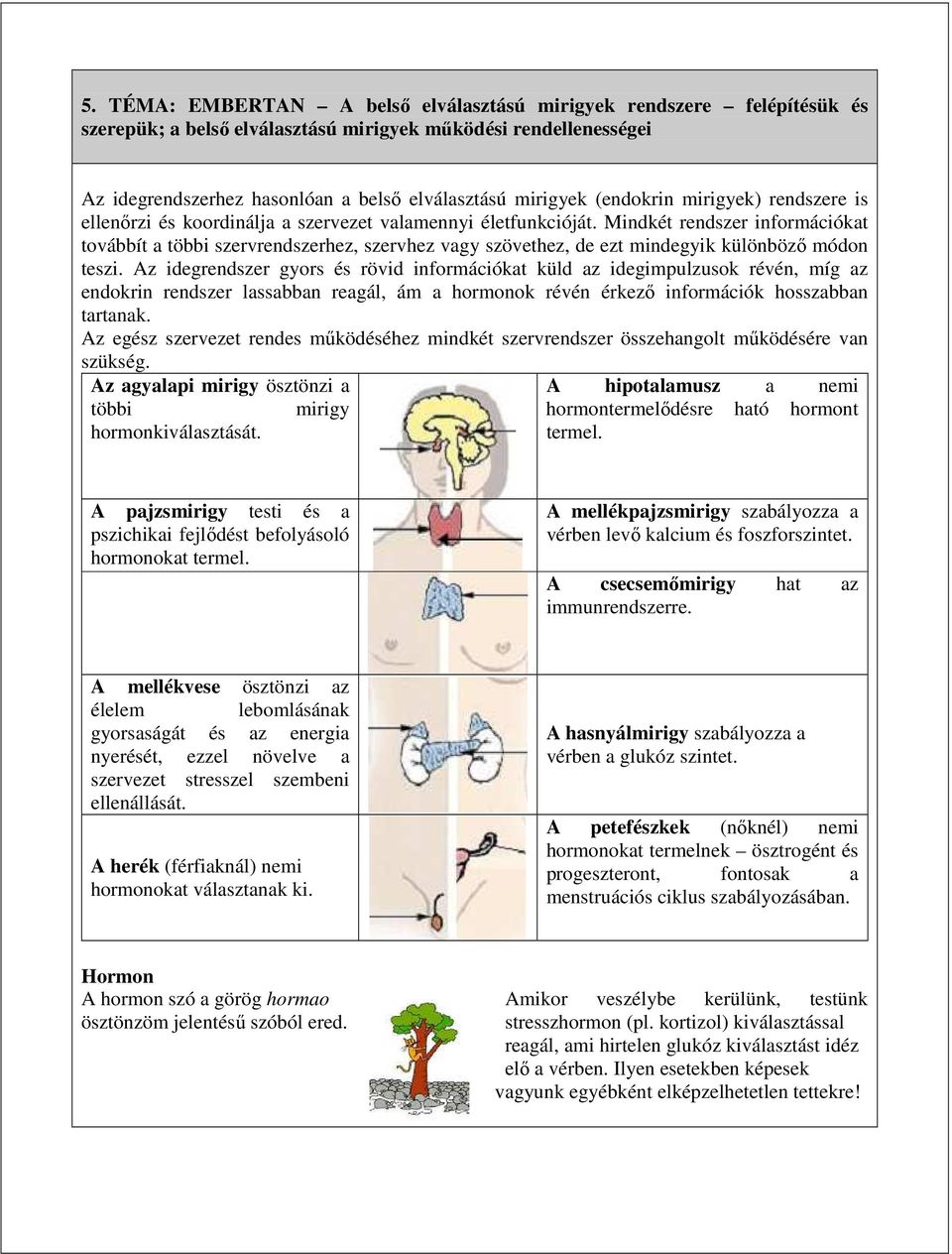 Mindkét rendszer információkat továbbít a többi szervrendszerhez, szervhez vagy szövethez, de ezt mindegyik különböző módon teszi.