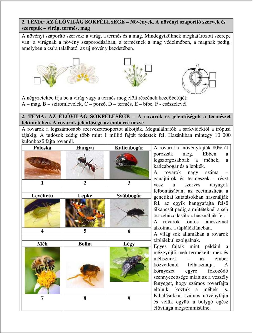 A négyzetekbe írja be a virág vagy a termés megjelölt részének kezdőbetűjét: A mag, B sziromlevelek, C porzó, D termés, E bibe, F - csészelevél 2.