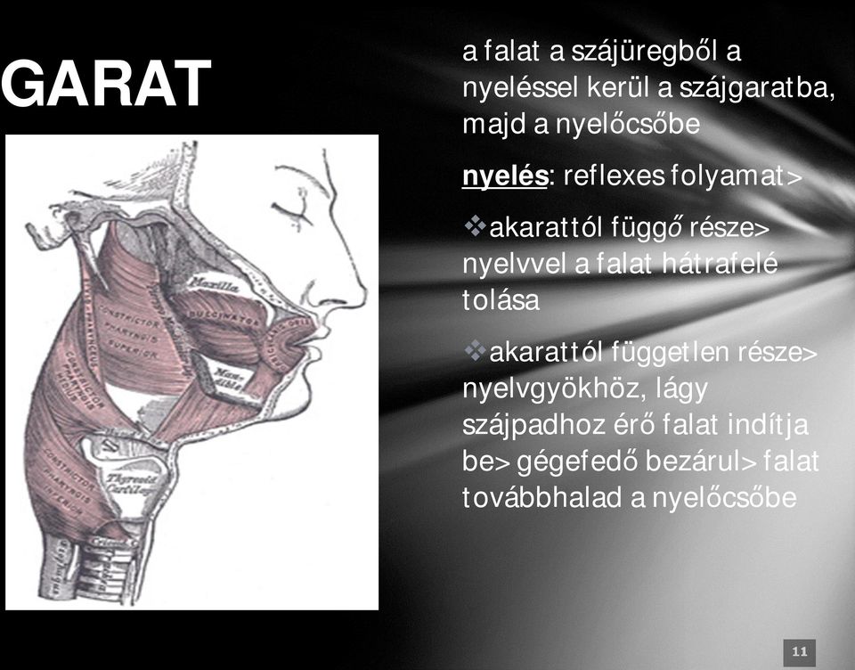 falat hátrafelé tolása akarattól független része> nyelvgyökhöz, lágy