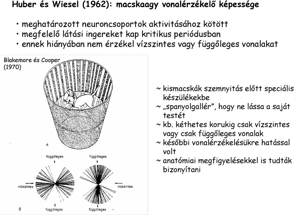 kismacskák szemnyitás előtt speciális készülékekbe ~ spanyolgallér, hogy ne lássa a saját testét ~ kb.