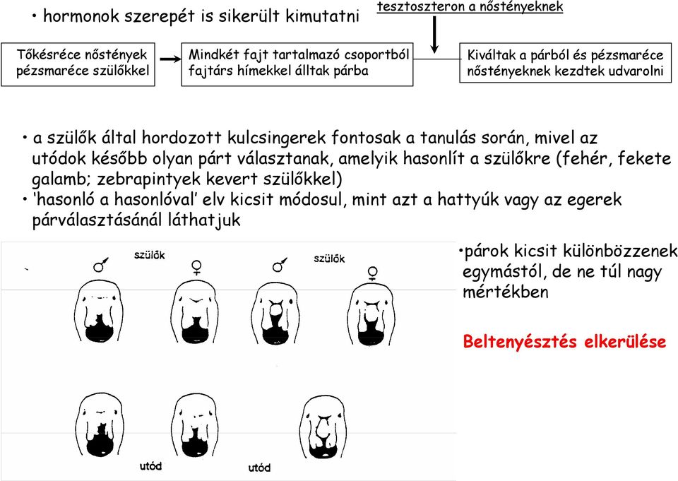 az utódok később olyan párt választanak, amelyik hasonlít a szülőkre (fehér, fekete galamb; zebrapintyek kevert szülőkkel) hasonló a hasonlóval elv kicsit