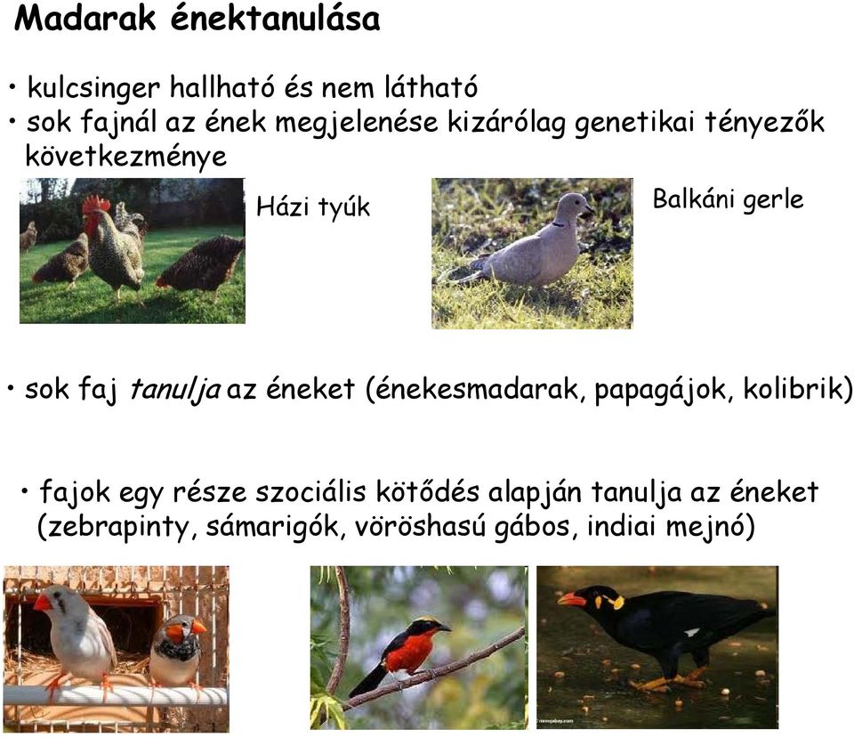 faj tanulja az éneket (énekesmadarak, papagájok, kolibrik) fajok egy része