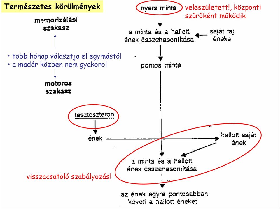 hónap választja el egymástól a madár