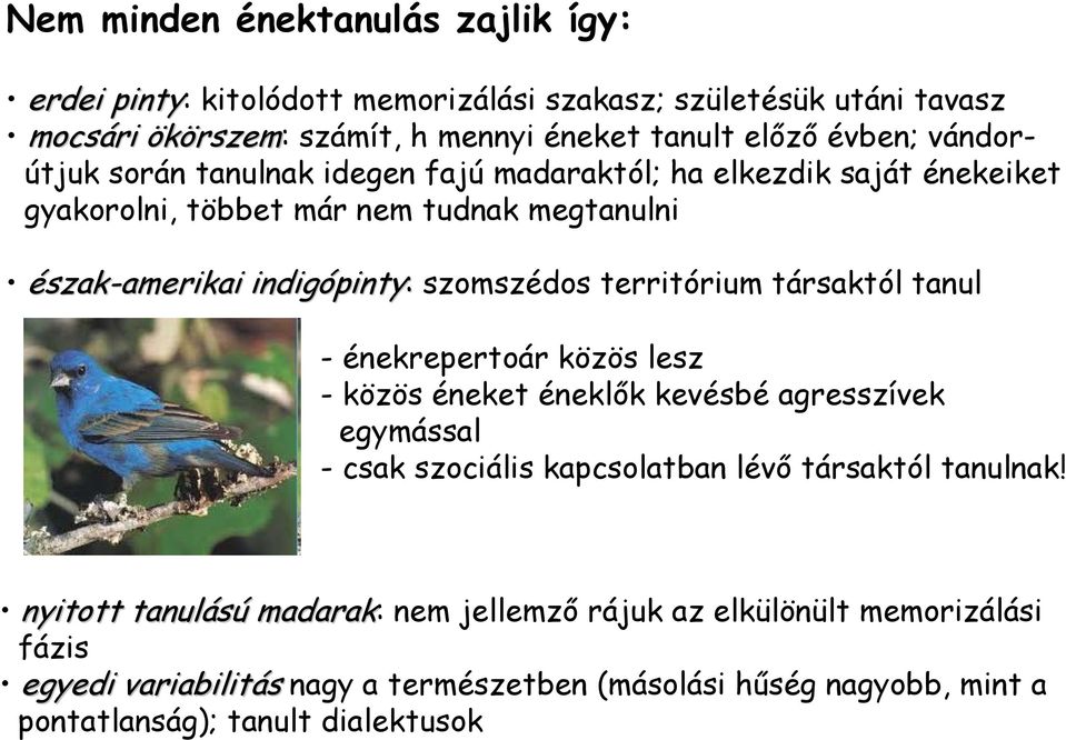 szomszédos territórium társaktól tanul - énekrepertoár közös lesz - közös éneket éneklők kevésbé agresszívek egymással - csak szociális kapcsolatban lévő társaktól tanulnak!