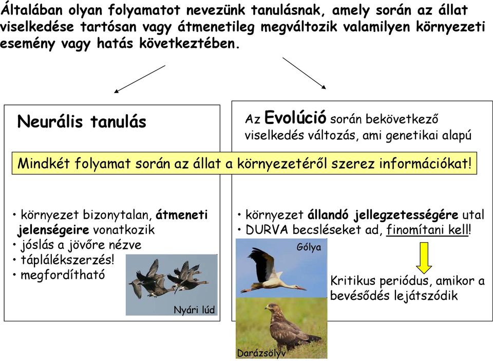 Neurális tanulás Az Evolúció során bekövetkező viselkedés változás, ami genetikai alapú Mindkét folyamat során az állat a környezetéről szerez