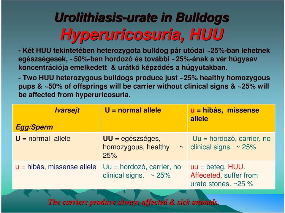 - Two HUU heterozygous bulldogs produce just ~25% healthy homozygous pups & ~50% of offsprings will be carrier without clinical signs & ~25% will be affected from hyperuricosuria.