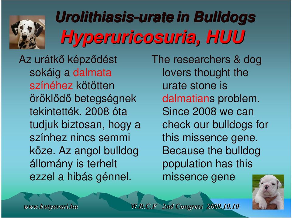 Az angol bulldog állomány is terhelt ezzel a hibás génnel.