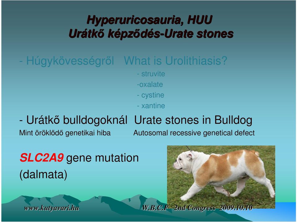 - struvite -oxalate - cystine - xantine - Urátkő bulldogoknál Urate