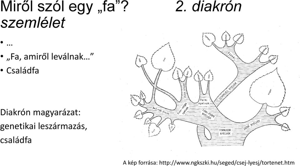 Diakrón magyarázat: genetikai leszármazás,