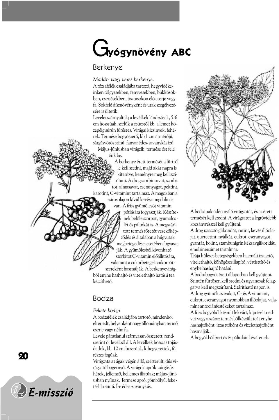 Virágai kicsinyek, fehérek. Termése bogyószerû, kb 1 cm átmérõjû, sárgásvörös színû, fanyar édes-savanykás ízû. Május-júniusban virágzik; termése õsz felé érik be.