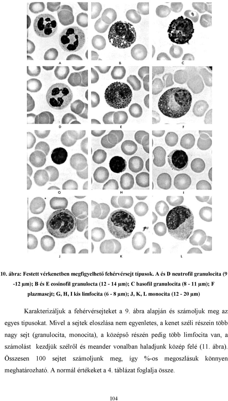 (12-20 µm) Karakterizáljuk a fehérvérsejteket a 9. ábra alapján és számoljuk meg az egyes típusokat.