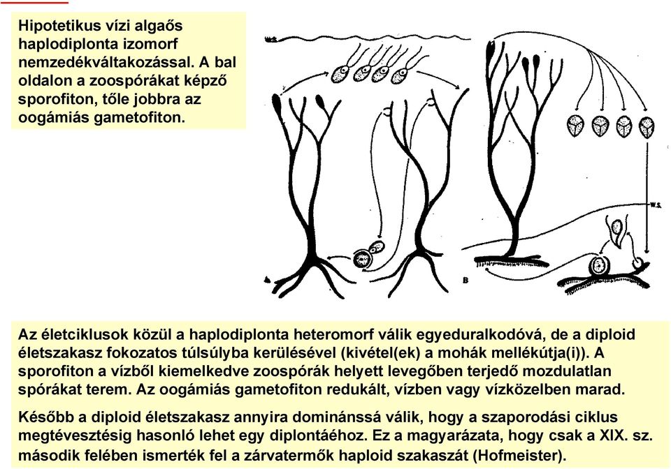 A sporofiton a vízből kiemelkedve zoospórák helyett levegőben terjedő mozdulatlan spórákat terem. Az oogámiás gametofiton redukált, vízben vagy vízközelben marad.