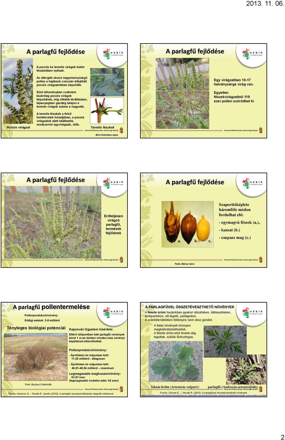 Egyetlen fészekvirágzatból 119 ezer pollen szóródhat ki Porzós virágzat A termős fészkek a felső lomblevelek hónaljában, a porzós virágzatok alatt találhatók, rendszerint egyvirágúak, ülők.