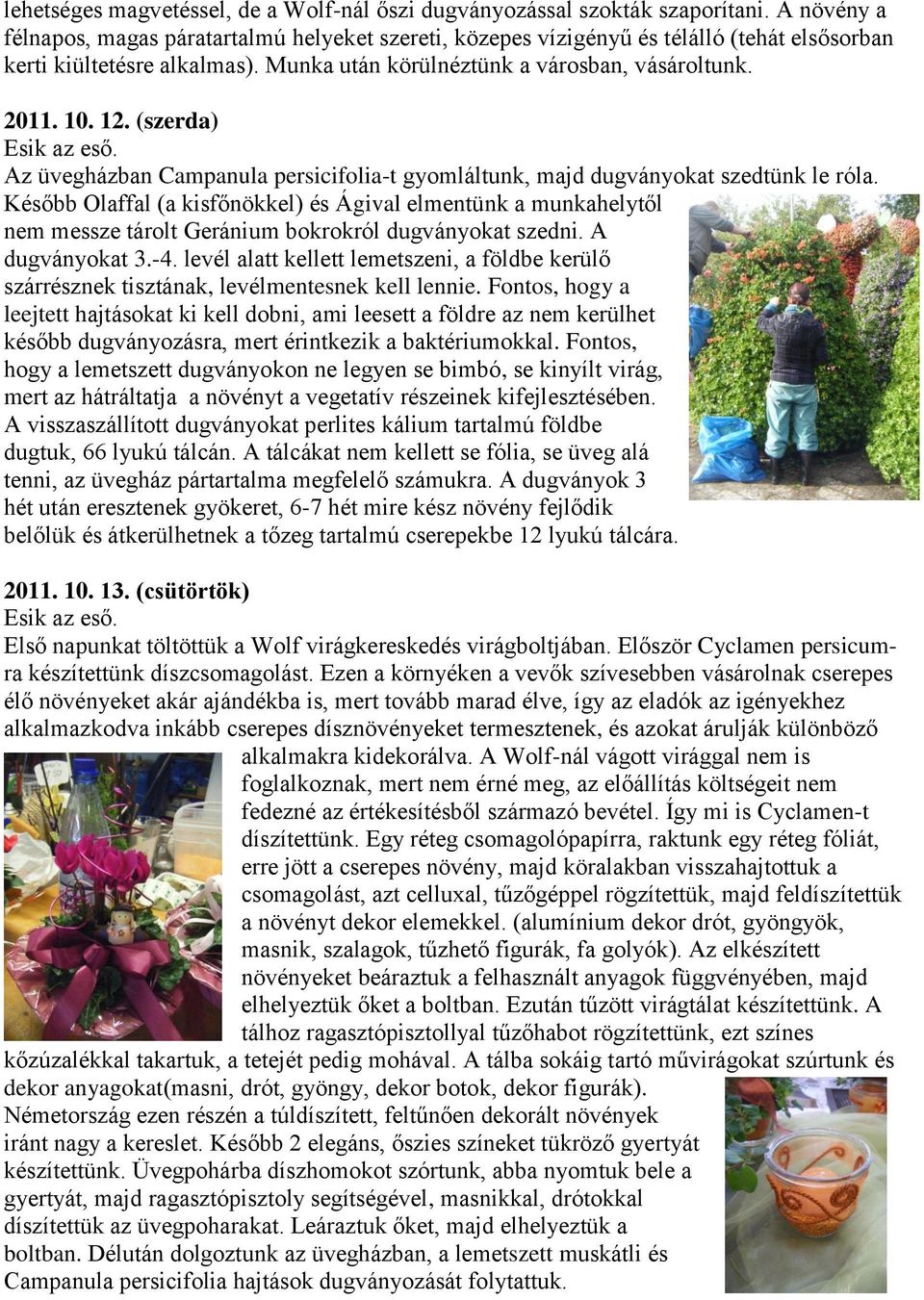 (szerda) Esik az eső. Az üvegházban Campanula persicifolia-t gyomláltunk, majd dugványokat szedtünk le róla.