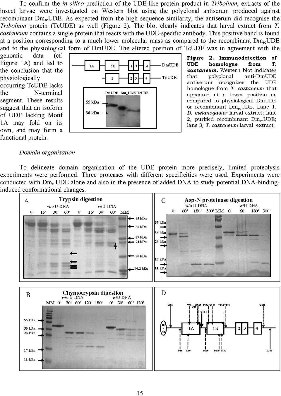 The blot clearly indicates that larval extract from T. castaneum contains a single protein that reacts with the UDE-specific antibody.