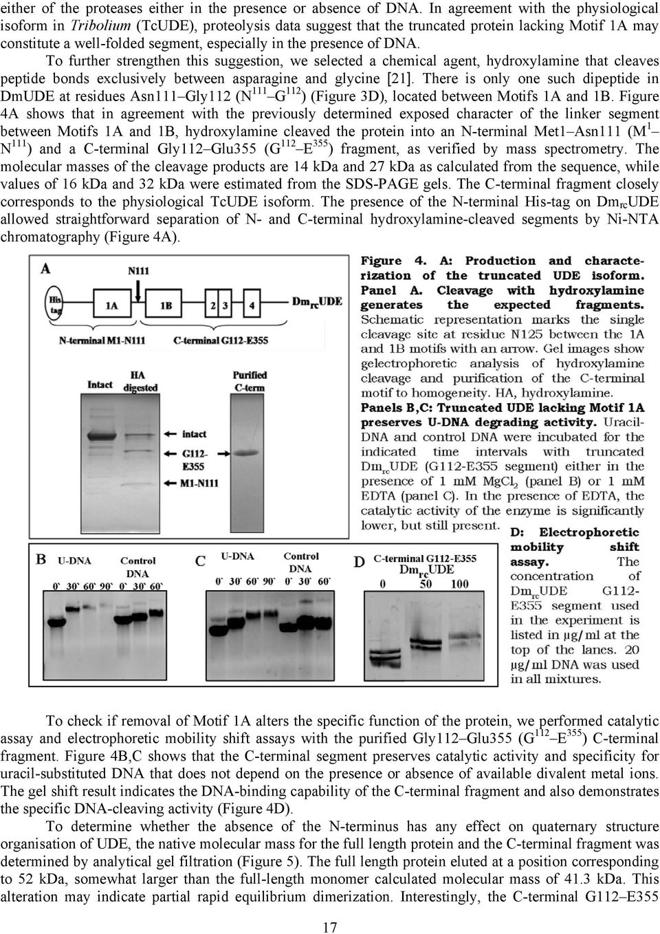 of DNA. To further strengthen this suggestion, we selected a chemical agent, hydroxylamine that cleaves peptide bonds exclusively between asparagine and glycine [21].