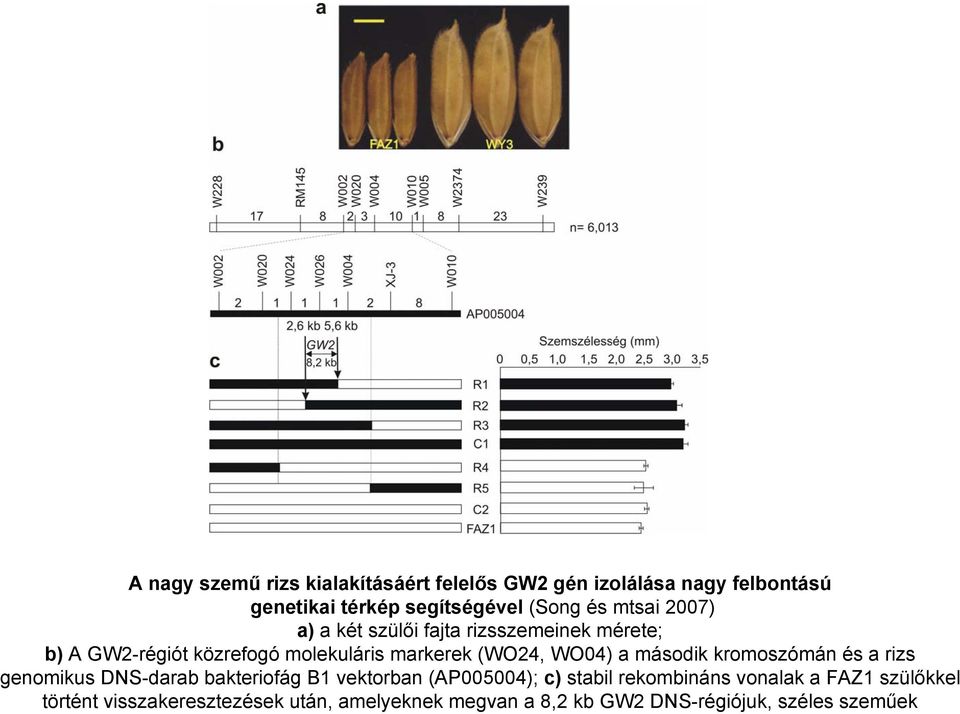 WO04) a második kromoszómán és a rizs genomikus DNS-darab bakteriofág B1 vektorban (AP005004); c) stabil