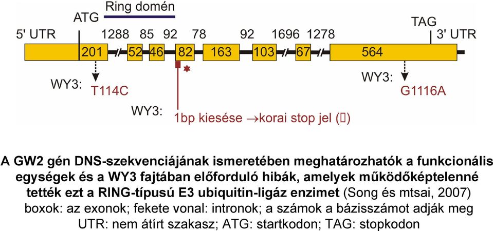 ubiquitin-ligáz enzimet (Song és mtsai, 2007) boxok: az exonok; fekete vonal: