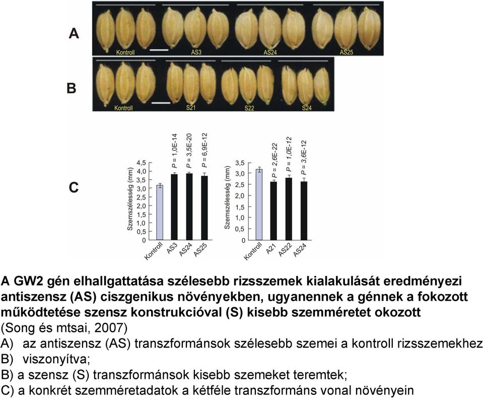 2007) A) az antiszensz (AS) transzformánsok szélesebb szemei a kontroll rizsszemekhez B) viszonyítva; B) a szensz