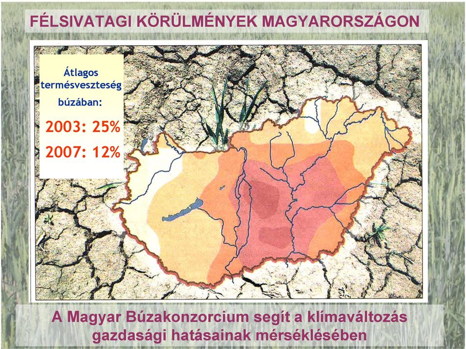 2007: 12% A Magyar Búzakonzorcium segít a