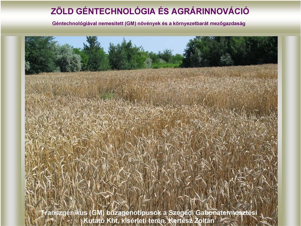 környezetbarát mezőgazdaság Transzgénikus (GM)