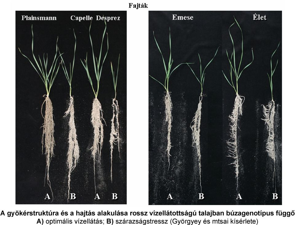 búzagenotípus függő A) optimális