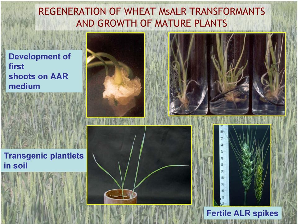 PLANTS Development of first shoots on