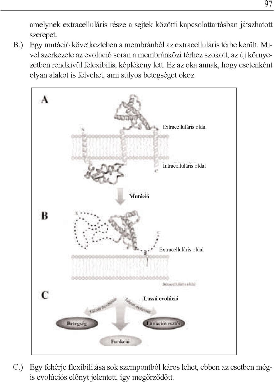 Mivel szerkezete az evolúció során a membránközi térhez szokott, az új környezetben rendkívül felexibilis, képlékeny lett.