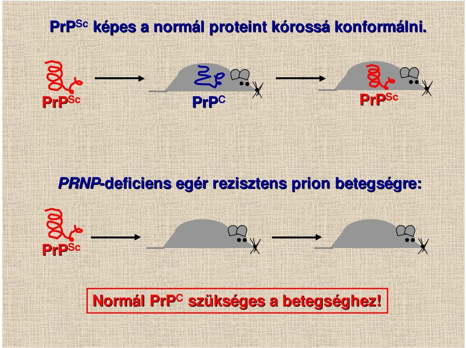 PrP Sc PrP C PrP Sc PRNP-deficiens egér r