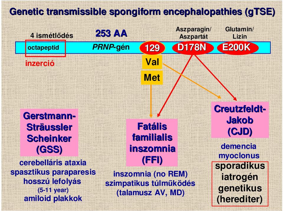 (5-11 year) amiloid plakkok Fatális familialis inszomnia (FFI) inszomnia (no REM) szimpatikus túlmőködés (talamusz AV,