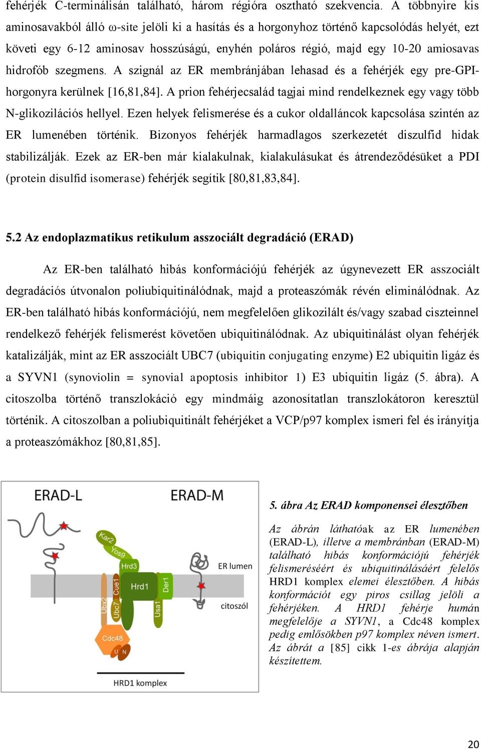 hidrofób szegmens. A szignál az ER membránjában lehasad és a fehérjék egy pre-gpihorgonyra kerülnek [16,81,84]. A prion fehérjecsalád tagjai mind rendelkeznek egy vagy több N-glikozilációs hellyel.