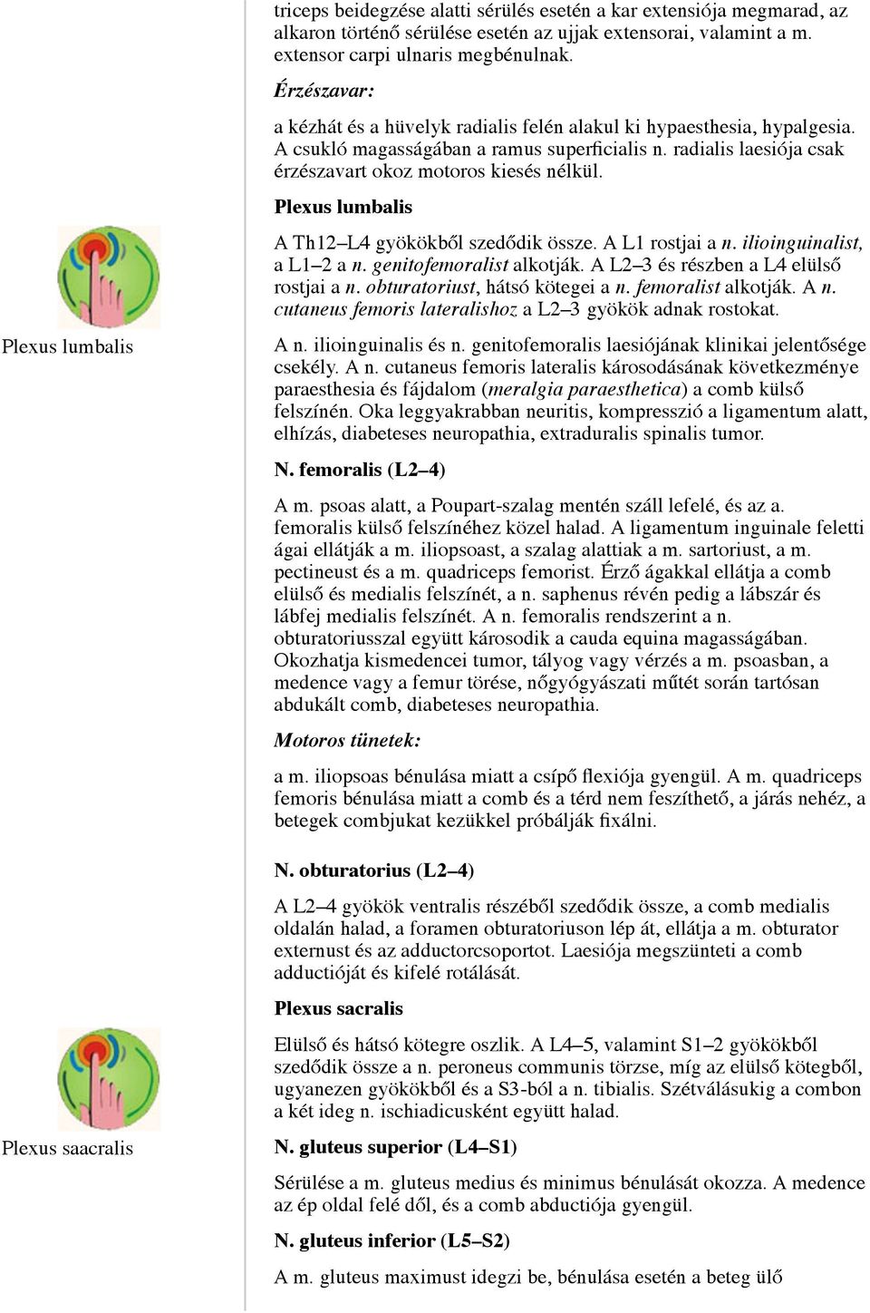 radialis laesiója csak érzészavart okoz motoros kiesés nélkül. Plexus lumbalis A Th12 L4 gyökökből szedődik össze. A L1 rostjai a n. ilioinguinalist, a L1 2 a n. genitofemoralist alkotják.