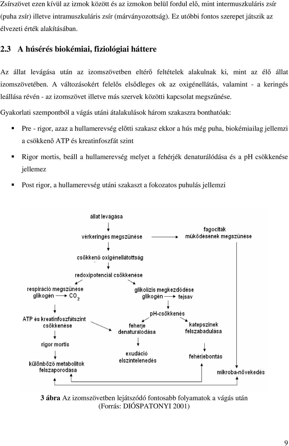 3 A húsérés biokémiai, fiziológiai háttere Az állat levágása után az izomszövetben eltér feltételek alakulnak ki, mint az él állat izomszövetében.
